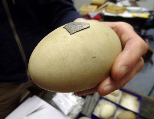 Fragment einer 300.000 Jahre alten Eierschale vom Singschwan (Cygnus cygnus) auf einem modernen Ei dieser Schwanart. Foto credit: Jordi Serangeli