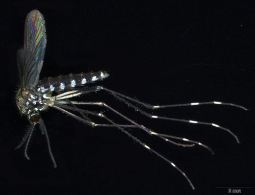 Weibchen der potentiell gefährlichen Stechmückenart Ochlerotatus japonicus japonicus. Image credit: © Senckenberg