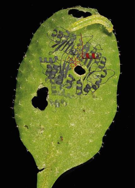 Das Blatt einer Ackerschmalwand (Arabidopsis thali-ana) ist von einer Raupe des Kohlweißlings (Pieris rapae) befallen und ruft eine Immunantwort der Pflanze hervor. In schematischer Zeichnung ist in starker Vergrößerung der Jasmonsäurerezeptor, ein F-Box-Proteinkomplex, dargestellt. Nur bei gleichzeitigem Binden von Inositol(pyro)phosphat (magentarot) und aktiver Jasmonsäure (bzw. einem Jasmonsäure-Analogon, gelb) kommt es zur Rekrutierung und zum Abbau des sogenannten Jasmonat-ZIM-Domäne (JAZ) Repressors (dunkelrot), woraufhin Abwehrreaktionen eingeleitet werden. Image credit: Universität Tübingen