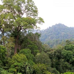 Regenwald auf Sumatra. Image credit: © Fletcher Baylis / WWF