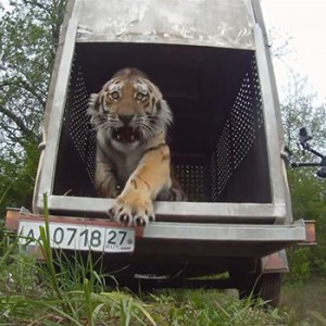 Amur-Tiger springt in die Freiheit. Image credit: © WWF Russia