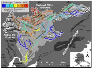 Map of the Nushagak River showing various strontium isotope groups. Image credit: Sean Brennan, UW (click image to enlarge)