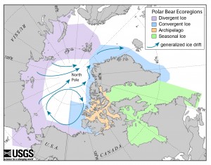 Polar Bear Ecoregions: In the Seasonal Ice Ecoregion (see map), sea ice melts completely in summer and all polar bears must be on land. In the Divergent Ice Ecoregion, sea ice pulls away from the coast in summer, and polar bears must be on land or move with the ice as it recedes north. In the Convergent Ice and Archipelago Ecoregions, sea ice is generally retained during the summer. Image credit: USGS (Click image to enlarge)