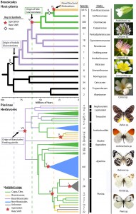 A chart of both Brassicales families (cabbage plants) and Pierinae butterflies, showing co-evolution of the two through millions of years. Image credit: University of Missouri (Click image to enlarge)