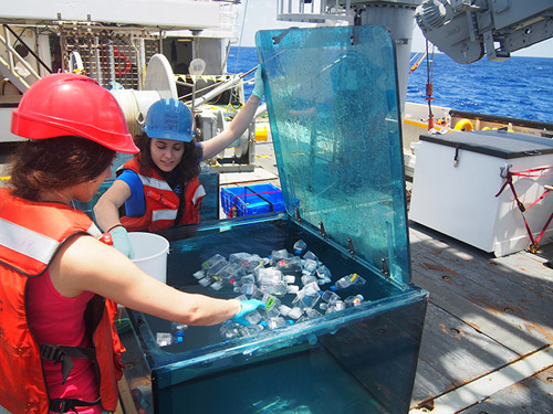 In order to determine the quantitative role of Trichodesmium in the phosphorus cycle, cells were incubated in bottles containing trace quantities of radioactive phosphate. University of Southampton graduate student Despo Polyviou (left) and Columbia University postdoctoral investigator Monica Rouco, place the bottles in a large container that is designed to mimic the light and temperature of the surface ocean. The container also ensure that the bottles, and the radioactivity they contain, never fall into the ocean. (Image credit: Andreas Krupke, Woods Hole Oceanographic Institution)