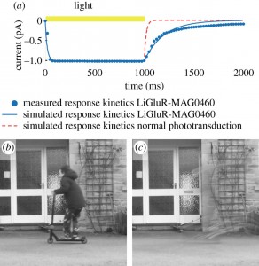 Limitations in sight recovery technologies can cause fast-moving objects to seemingly disappear, as shown in the above image of a child on a scooter.Image credit: Ione Fine and Geoffrey Boynton / University of Washington (click image to enlarge)