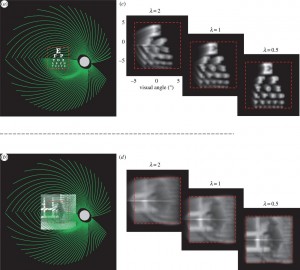 The black and white images show visual distortions that might result from electric prostheses that enable vision by stimulating the retina. Image credit: Ione Fine and Geoffrey Boynton / University of Washington (click image to enlarge)