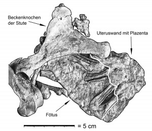 Fossiler Fötus mit Uteroplazenta. Image credit: © Senckenberg (click image to enlarge)