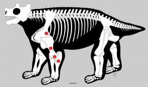 The inside story. The shoulder joint (1), humerus (2), knee-like elbow hinge (3), and a longer ulna (4) together make the case that Bunostegos stood with its legs under its body. Image credit: Brown University (Click image to enlarge)