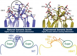 By studying the banana lectin molecule (top left) and what made it bind to both viruses and immune system cells (bottom left), the team was able to figure out how to change the way cells bind to it, to make a new version (top right) that still binds viruses but doesn't cause inflammation (bottom right). Image credit: University of Michigan (Click image to enlarge)