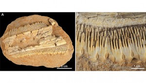 A. Fossiler Sägerochen (Schizorhiza stromeri) aus Marokko; B. Übereinander und verschachtelt liegende Zähne von Schizorhiza stromeri. Image copyright: Institut für Paläontologie, Universität Wien (Click image to enlarge)