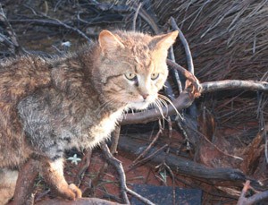 Katzen kamen mit europäischen Siedlern nach Australien. Image credit: © Katrin Koch