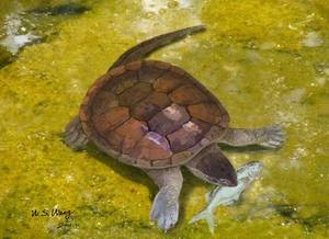 Lebendrekonstruktion der Schildkröte Xiaochelys ningchengensis im Süßwasser beim Erbeuten eines kleinen Fisches (Lycoptera), der in der gleichen Schicht gefunden wurde wie die Schildkröte. Abbildung credit: W. S. Wang