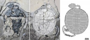 Die neu beschriebene fossile Art einer kleinen Schildkröte Xiaochelys ningchengensis der Jehol-Gruppe aus dem Nordosten Chinas; rechts eine Zeichnung des Skeletts mit allen in den Steinplatten erhaltenen positiven und negativen Abdrücken. Abbildungen credit: Chang-Fu Zhou (click image to enlarge)