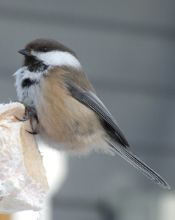 Gut an kalte Temperaturen angepasst: Die kleine Lapplandmeise (Poecile cinctus). Image credit: © Open Source Wikipedia