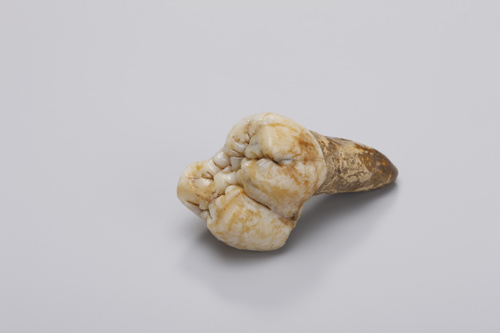 Großer Backenzahn von Gigantopithecus aus der Gustav Heinrich Ralph von Koenigswald-Sammlung im Senckenberg Forschungsinstitut. Image credit: © Wolfgang Fuhrmannek