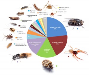 This graphic shows the proportional diversity of arthropod types across all of the rooms surveyed. Image credit: Bertone, et al. (Click image to enlarge)