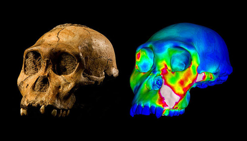 Der fossile Schädel des Australopithecus sediba Fundes MH1 und ein Finite Elemente Modell des Schädels, das die Belastung während des Beißens auf die Vormahlzähne zeigt. "Warme" Farben zeigen Regionen unter hoher Belastung an, "kühle" Farben jene Regionen unter schwacher Belastung (Image copyright: Brett Eloff, zur Verfügung gestellt von der University of the Witwatersrand).