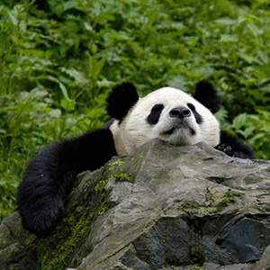 Großer Panda. Image credit: © Bernard de Wetter / WWF