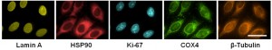 These HeLa cells were sequentially stained using antibodies bound to five different cellular proteins. Each staining procedure took 10 minutes with the cyclic solution draining and replenishing method, whereas other methods would need 60 minutes to produce the same level of staining. Image credit: Xiaohu Gao (Click image to enlarge)