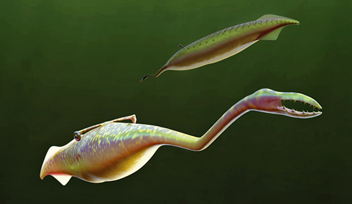 A reconstruction of the Tully Monster as it would have looked 300 million years ago, swimming in the Carboniferous seas. Notice the jointed proboscis, the multiple rows of teeth, and the dorsal eye bar. (Illustration by Sean McMahon / Yale University)