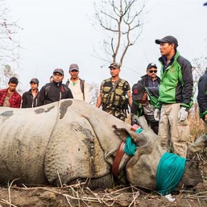 Nashorn-Umsiedlung. Image credit:  © Samir Jung Thapa / Hariyo Ban Program / WWF Nepal