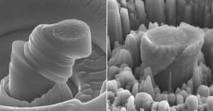 At left, a deformed sample of pure metal; at right, the strong new metal made of magnesium with silicon carbide nanoparticles. Each central micropillar is about 4 micrometers across. Image credit: UCLA Scifacturing Laboratory (Click image to enlarge)