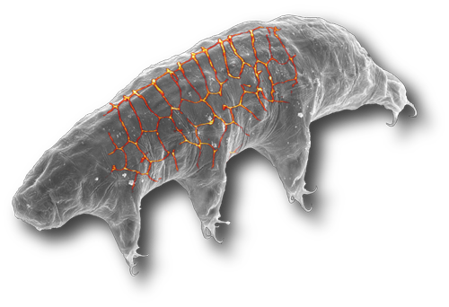 „Eine rasterelektronenmikroskopische Aufnahme des Tardigraden Hypsibius dujardini, überlagert mit einer Aufnahme des fluoreszenzmarkierten Cytotardin, veranschaulicht die Verteilung des Proteins in der Haut des Tieres (nicht maßstabsgetreu).“ Bild: Irene Minich, Julian Reichelt, Vladimir Gross und Lars Hering.