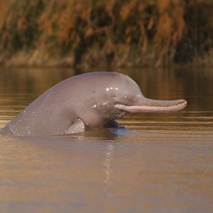 Der Lebensraum der Indusdelfine schrumpft. Photo credit: © Zahoor Salmi/WWF Pakistan
