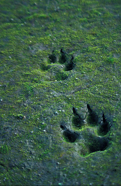 Wolfsspuren im Sand. Image credit: U.S. Fish & Wildlife Service (Source: Commons.Wikimedia)