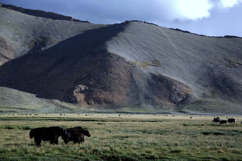 Grasende Yakherde auf einer sumpfigen Weide bei Lhazê in Südtibet. Der Hang im Hintergrund ist stark degradiert, da eine Vegetationsdecke hier nur noch in kleinen, schollenartigen Bereichen vorhanden ist. Image credit: © Lukas Lehnert