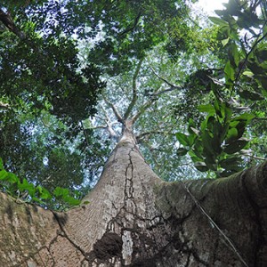 Regenwald. Image credit: © Roberto Maldonado / WWF