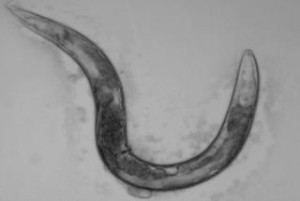 A model of aging. The C. elegans worm serves as a useful model in aging studies, including a new one that reveals the unintended role of a drug. Photo credit: Anne Hart