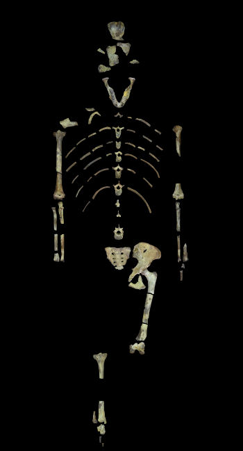 Lucy, a 3.18 million year old fossil specimen of Australopithecus afarensis. Image provided by John Kappelman, UT Austin.