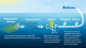 The new study determined that much of the ocean’s dissolved organic matter is made up of novel polysaccharides—long chains of sugar molecules created by photosynthetic bacteria in the upper ocean. Bacteria begin to slowly break these polysaccharides, tearing out pairs of carbon and phosphorus atoms from their molecular structure. In the process, the microbes create methane, ethylene, and propylene gasses as byproducts. Most of the methane escapes back into the atmosphere. Illustration by Eric Taylor, Woods Hole Oceanographic Institution (Click image to enlarge)