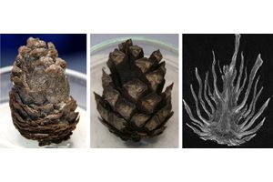 Fotos der in der Studie untersuchten Zapfen von Keteleeria spec. (links) und Pinus spec. 1 (Mitte) sowie röntgen-computertomographische Aufnahme des Zapfens von Pinus spec. 2 (rechts). Fotos credit: © Plant Biomechanics Group