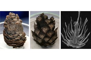 Fotos der in der Studie untersuchten Zapfen von Keteleeria spec. (links) und Pinus spec. 1 (Mitte) sowie röntgen-computertomographische Aufnahme des Zapfens von Pinus spec. 2 (rechts). Fotos credit: © Plant Biomechanics Group 