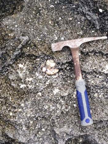 Fossilized shells of sea snails from Bermuda's southern coast were used in a University of Michigan-led study of past ocean temperatures. Image credit: Ian Winkelstern