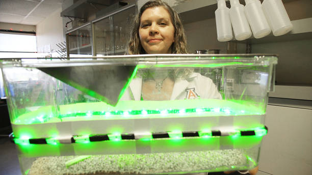 Kerry Gilbraith, UA surgical specialist, holds a clear plastic container affixed with green LED strips, which was used in the study. (Photo credit: Bob Demers/UANews) 