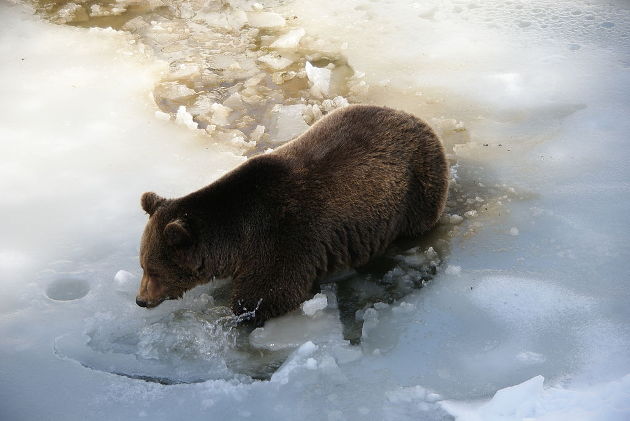 Braunbären in Europa. Image credit: Aconcagua (Source: Wikipedia)