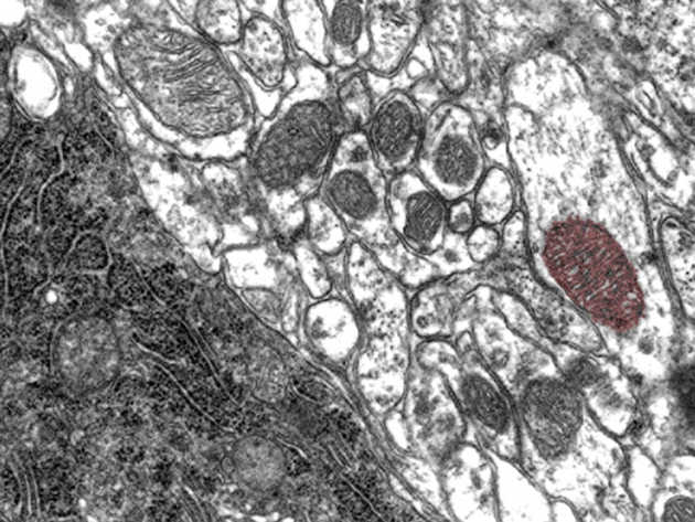 Zellen im Elektronenmikroskop. Ein Mitochondrium einer Zelle wurde nachträglich am Rechner rot eingefärbt. Image copyright: Hartwig Wolburg / Universität Tübingen 