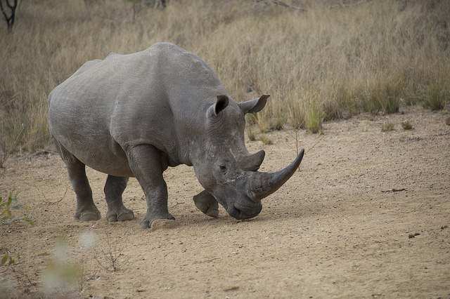 Welgevonden Game Reserve is using IBM's IoT technology to prevent rhino poaching. Image credit: IBM