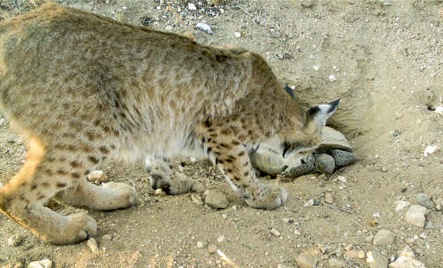 An adult bobcat approached a sleeping desert tortoise at a camera-monitored burrow at wind energy facility near Palm Springs, California.  Image credit: Mickey Agha, UC Davis. 