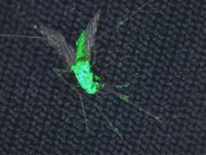 A dead female Anopheles gambiae mosquito covered in the mosquito-killing fungus Metarhizium pingshaense, which has been engineered to produce spider and scorpion toxins. The fungus is also engineered to express a green fluorescent protein for easy identification of the toxin-producing fungal structures. Image credit: Brian Lovett.  