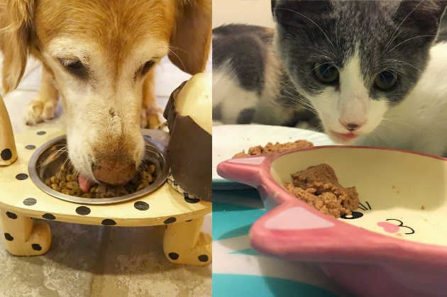 A UCLA study has found that dogs and cats are responsible for 25 to 30 percent of the environmental impact of meat consumption in the United States. Image credit: UCLA