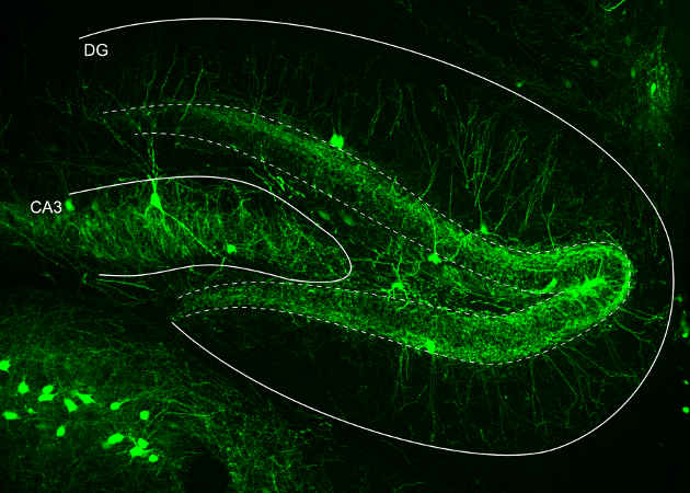 Der Hippocampus ist für Gedächtnis und Lernen maßgeblich. Das Bild zeigt seine charakteristische Form. Hervorgehoben sind die Interneuronen in grün, durch weiße Linien markiert sind das "Ammonshorn" (CA3) sowie der Gyrus Dentatus (DG). Bild credit: Bartos 