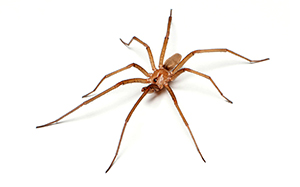 NOT a brown recluse! This is a male Kukulcania hibernalis, or southern house spider. Photo credit: Matt Bertone. 