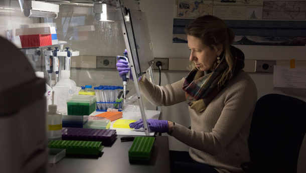 "The results are really exciting and encouraging in regards to developing the skin microbiome as a health index for large whales," says WHOI microbiologist Amy Apprill, shown working with samples in her lab. Photo by Tom Kleindinst, Woods Hole Oceanographic Institution 