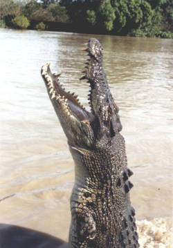 Ein Leistenkrokodil im Sprung. Image credit: Wikipedia