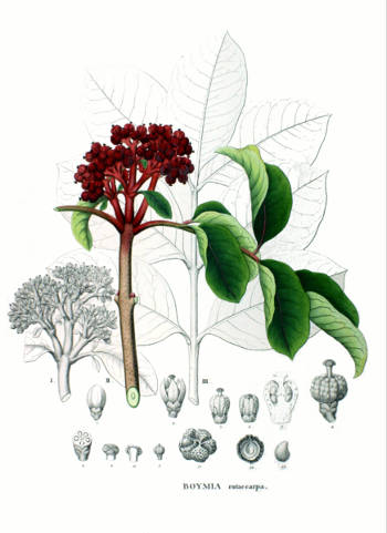 Die Pflanze Evodia rutaecarpa wird u.a. gegen Kopfschmerzen, bei Magen-Darmbeschwerden, Übelkeit und Erbrechen, menstruelle Beschwerden und gegen Geschwüre eingesetzt. Image credit: Philipp Franz von Siebold and Joseph Gerhard Zuccarini (Source: Commons.Wikimedia)